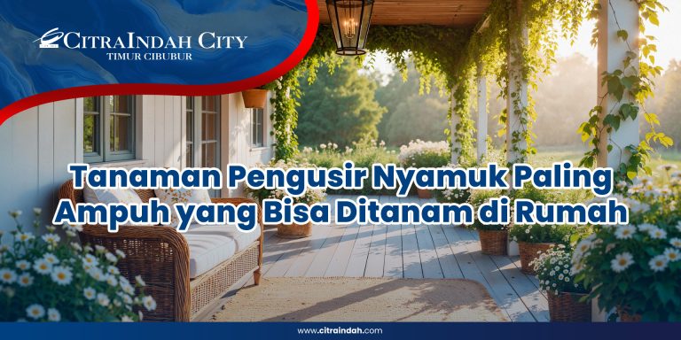 tanaman pengusir nyamuk